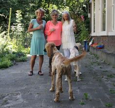 The afghan whippet o