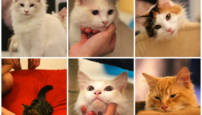 How purrfect are cat cafes- and where to find them in Singapore