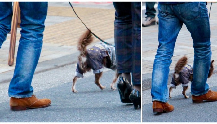 Stylish pets in Tokyo